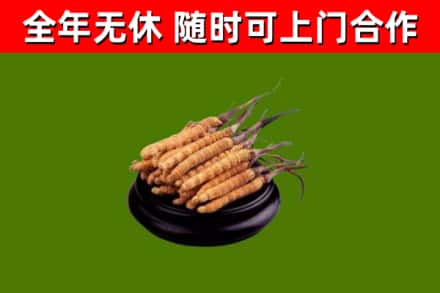 大埔县回收冬虫夏草